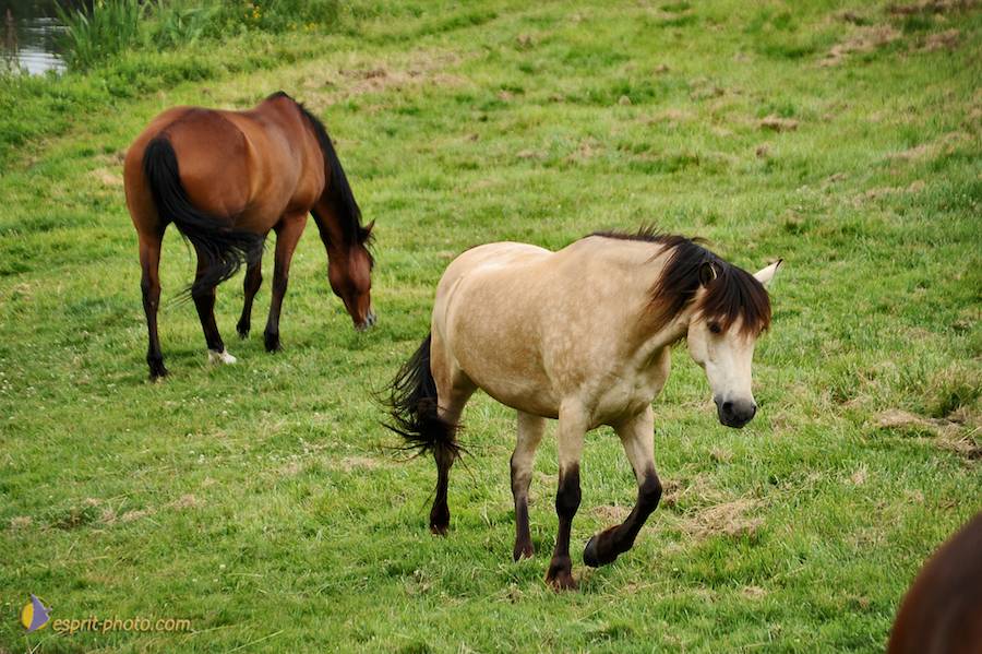 Nom de l'image : D30011787_1_(c)Norbert-JUNG — Description :